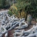 Roomav tihnikkaktus — ainulaadne kaktus, mis suudab liikuda ning tapab ja kloonib selleks iseennast