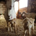 FOTO | Üvasi talus Põlvamaal sündisid täna hommikul suure kisa saatel kaks toredat kitsepoissi