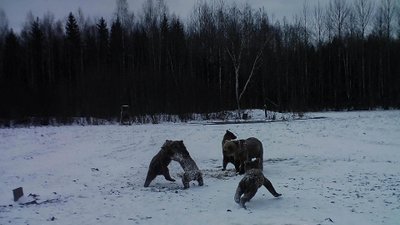 Лесная камера зафиксировала медвежью семью в охотничьей зоне Саадъярве ранним утром 4 апреля.