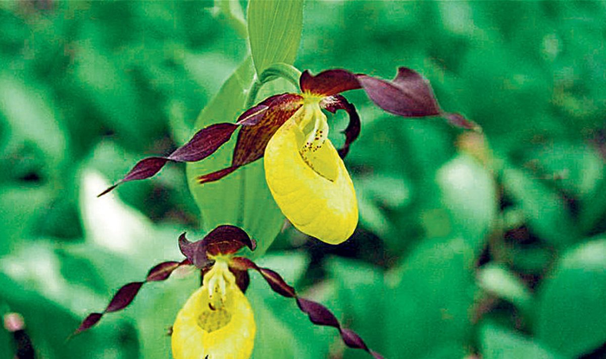 Kuldking on üks neist taimedest, kelle pärast kaitseotsuseid tehakse.