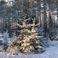 Выбирая в государственном лесу рождественскую ель, необходимо следовать определенным правилам