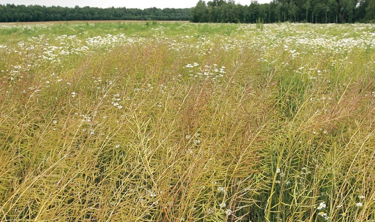 Lihtsalt kemikaalide ärajätmisega võib saavutada sellise põllupildi. Mahetootjad ei taha, et nende põllud niimoodi välja näeksid, ja on algatanud  Eestisse sobivate viljelusvõtete väljaselgitamiseks teadusuuringu.