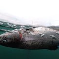 ŠOKEERIVAD KAADRID | Kalakasvatuse lõhed surevad täidest puretuna ja silmitult