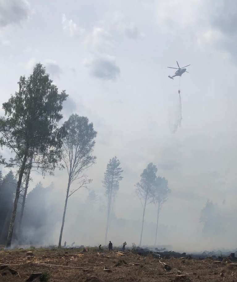 Inventuuri järgi on mets süsiniku heite poolel. Looduseadused seda ei kinnita, välja arvatud näiteks metsapõlegu puhul.