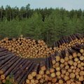 NÄDALA FILM | Metsadokumentaali puhul on tegemist poliitiliselt laetud teosega, mis rabab infotihedusega