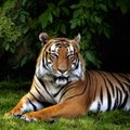 Mida näitab sinu looma-aasta märk? 12 fakti Tiigri aastal sündinud inimeste kohta