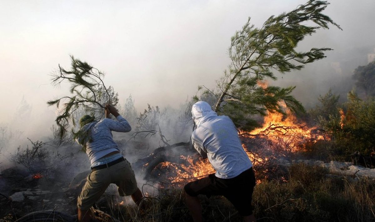 Vabatahtlikud tuletõrjujad kustutamas metsatulekahju Ateenast põhja pool asuvas Pedelis.