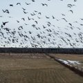 ВИДЕО | Именно так стая гусей завоевывает поле. Голодные птицы – головная боль фермеров