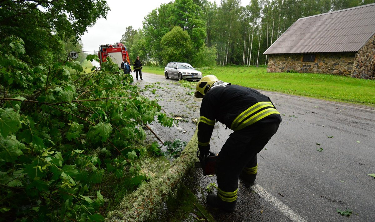 Viljandimaal Suure-Jaani vallas kukkus tugeva tuule tõttu puu teele.