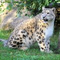 ÜRITUS | Pühapäeval tähistatakse loomaaias rahvusvahelist lumeleopardipäeva