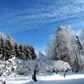 Leili metsalood | Valge lumi ja sinine taevas