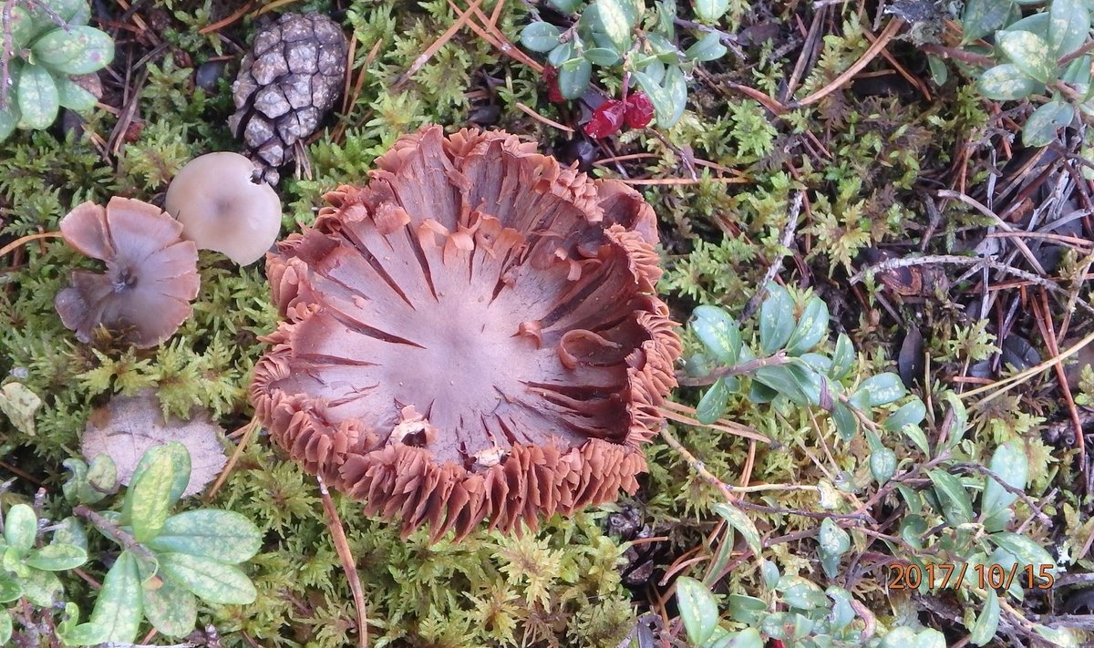 Uus eestikeelne äpp „Sõida seenele“ leiab seene oma andmebaasist automaatselt.