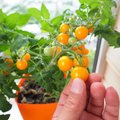 Kui aeda pole, siis saab maitsvaid tomateid kasvatada ka toas aknalaual või rõdul