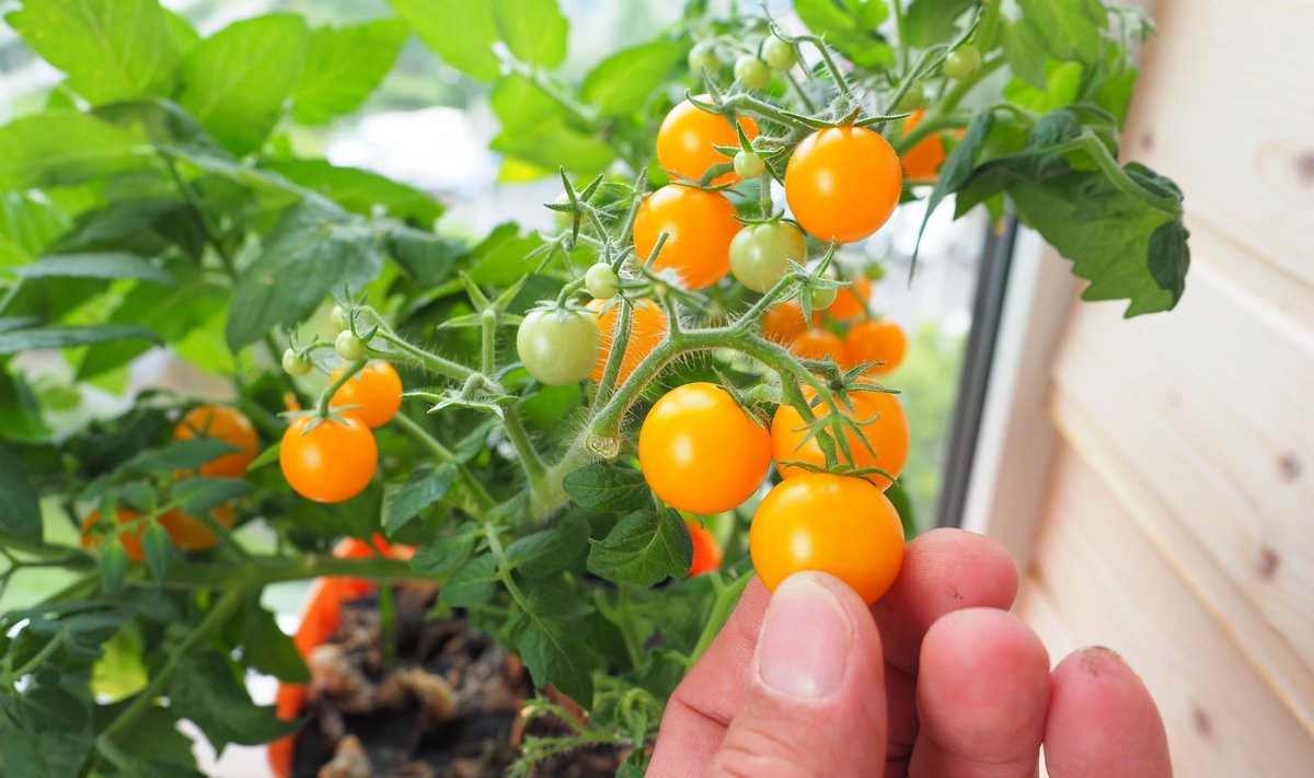 Aknalaual või rõdul kasvatamiseks mõeldud tomatisort annab hulga maitsvaid kirsstomateid.