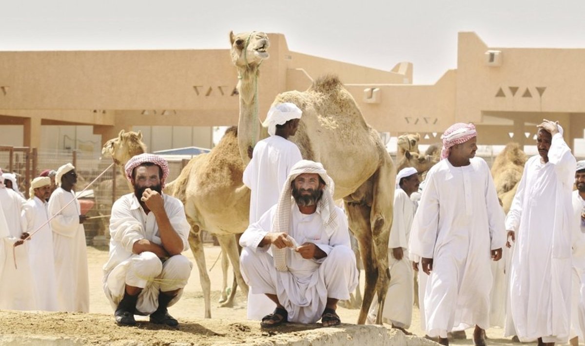 ÄRINÕUPIDAMINE: Ametlikult päikesetõusust loojanguni, tegelikult 24/7 tegutsev turg on mõnus kokkusaamiskoht emiraatide, Omaani, Pakistani ja Sudaani kaameliärimeestele.