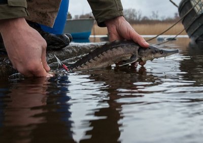 Tuuradel on Eesti jõgedes hea toidubaas, nad kasvavad kiiresti ja on levinud juba kogu Soome lahe rannikumeres.