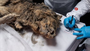 Esmakordne sündmus: vene teadlased lahkavad 44 000 aastat tagasi elanud igikeltsast leitud hunti