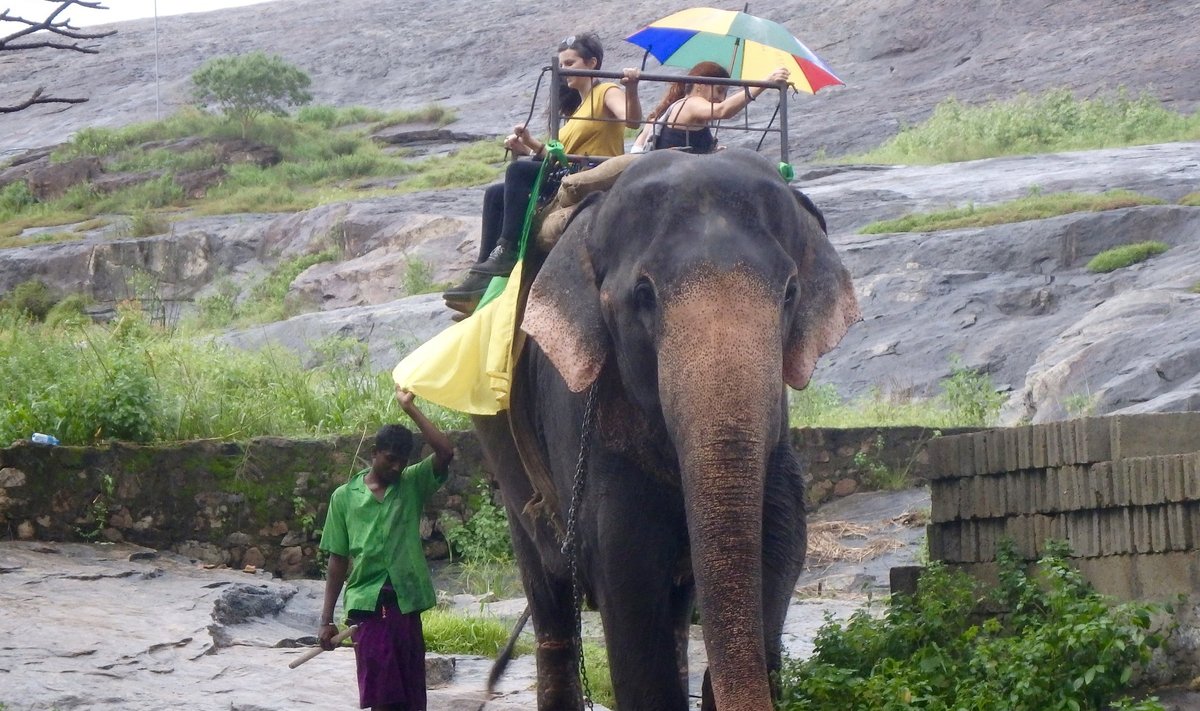 Sõit taltsutatud elevandil – üks võimalus muuta piirkonda turistidele atraktiivsemaks.