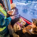 Снова неразбериха с проездными в Таллинне: чиновник МуПо допустил ошибку