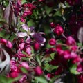 VIDEO: Iluõunapuud püüavad pilku punases rüüs