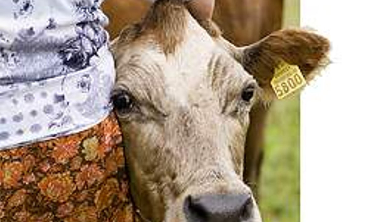 Taluperenaine Elviira ja lehm Belinda: See lehm on suurema osa Elviira karjas olevate loomade esivanem. Ta on nii vana, et isegi kortsud on silmade kohale tekkinud. INGMAR MUUSIKUS