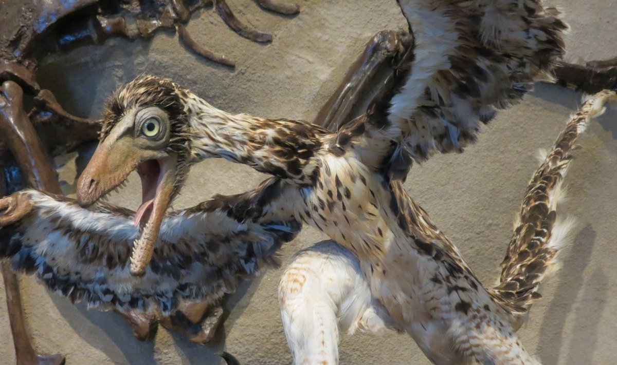 Archaeopteryx kunstniku nägemuses (Foto: Pixabay / Ron F.)