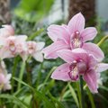 Ühest orhideekasvatajast sai alguse botaanikaaia orhideekollektsioon