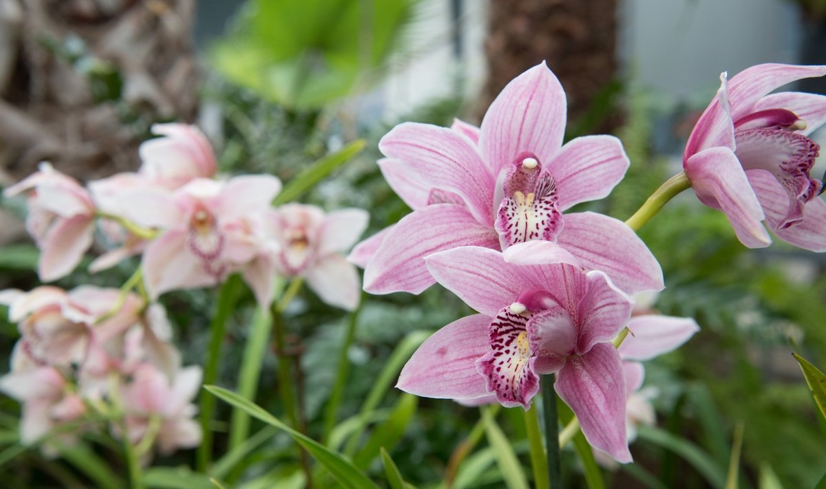 Tallinna Botaanikaaias toimub traditsiooniline orhideenäitus