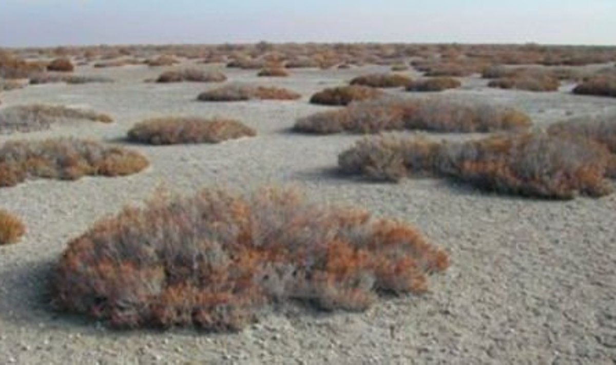 Kõrbestunud Araali mere põhi