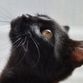 Musta kassi kuul on uue kodu leidnud pea 30 kassi
