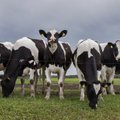 Omanikud panid Saaremaa suurima piimatootja Mereranna PÜ müüki