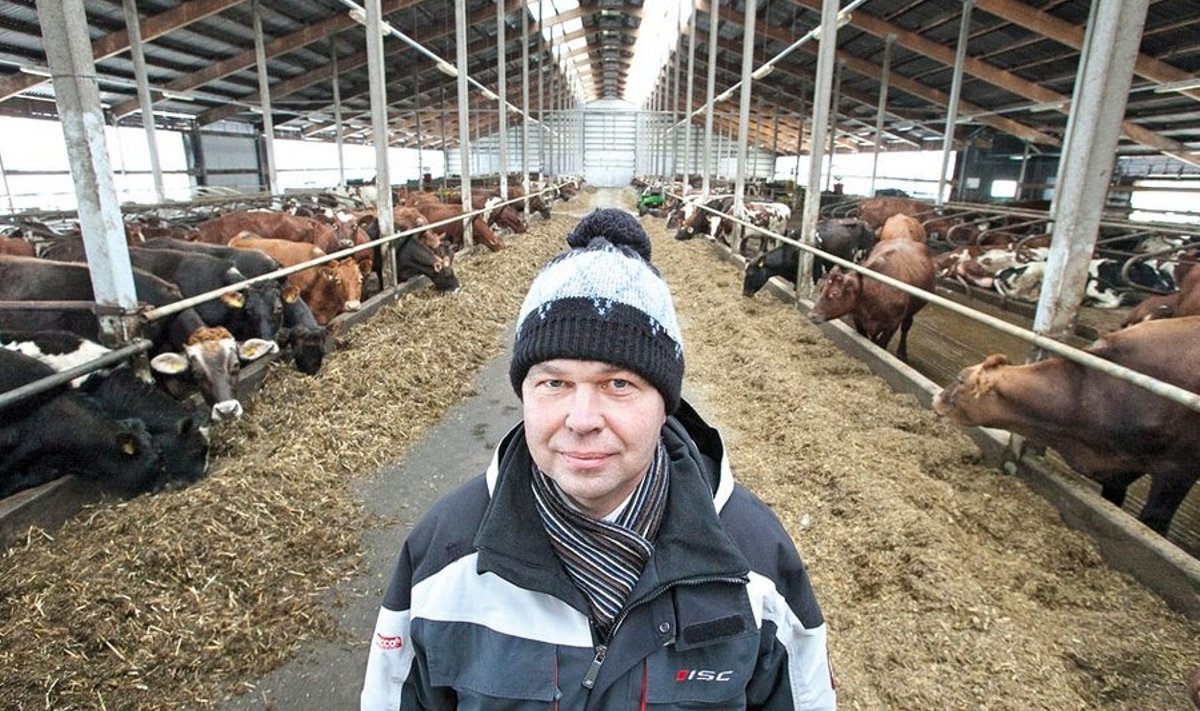 Haage Agro juht Andres Härm kinnitab, et nende lehmade piim läheb Leetu, aidates nii piimahinda Eestis stabiilsena hoida.