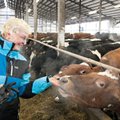 VIDEO: Piimatoodang sõltub sellest, kuidas loomade eest hoolitsetakse