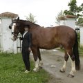 FOTOD: Palju ilusaid hobuseid Palmse mõisas