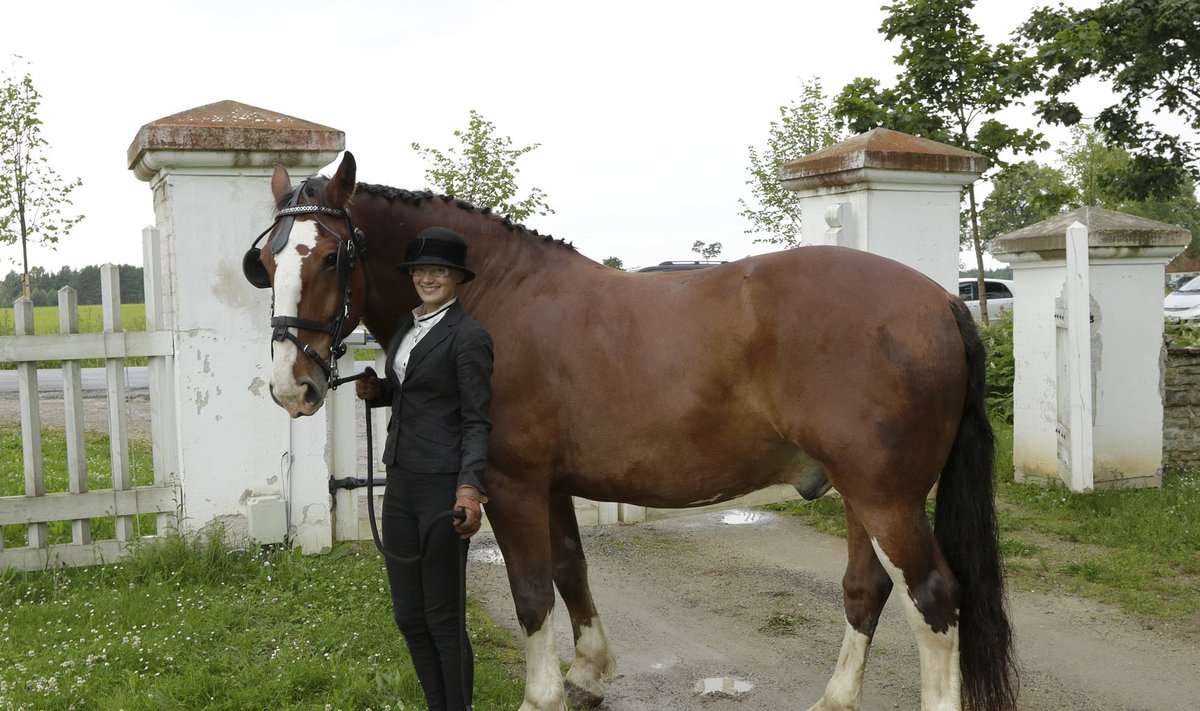 Palmse mõisas toimunud hobupäevale oli Tartumaalt kohale tulnud ka eesti raskeveohobune Vunts koos oma kauni kutsariga.