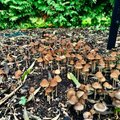 KRANAADI NIPID: Parimad seenekohad ja kuidas neid leida