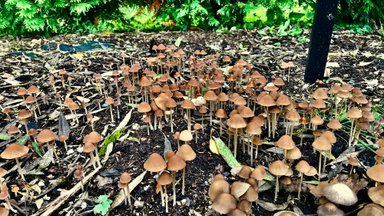 KRANAADI NIPID: Parimad seenekohad ja kuidas neid leida