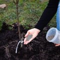 Näpunäiteid viljapuude kevadiseks väetamiseks