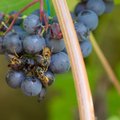 NIPID | Kuidas päästa viinamarjasaak ligi tikkuvate herilaste käest?