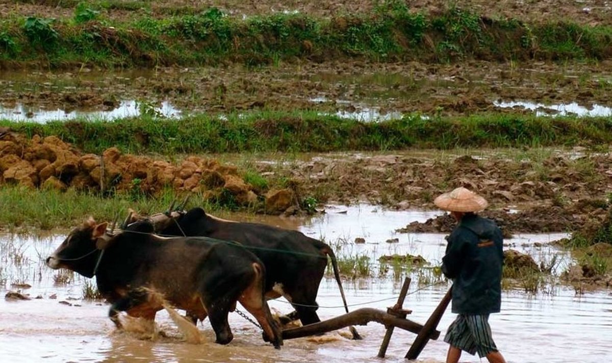 Vesine: Birma niisked džunglid ja üleujutatud riisipõllud on malaariasääskede isamaaks. (Foto: Silver Meikar)