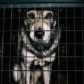 Сотрудники аэропорта заморили пса голодом и оставили погибать в клетке