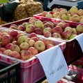Maitseelamusi ja tarvilikke teadmisi otsiv õunafänn peab sammud seadma Türile