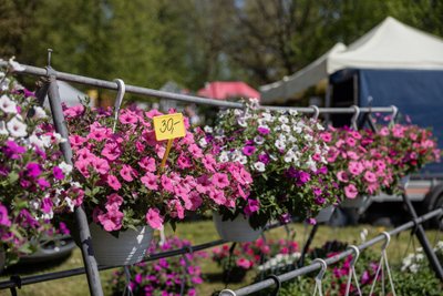 Petuuniad on meil väga populaarsed amplitaimed ja olid müügil ka Türi lillelaadal.