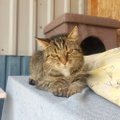 Uje ja tagasihoidlik kassike Herta otsib rahulikku ja tasast peremeest, kes pakuks talle lõpuks kindlustunnet