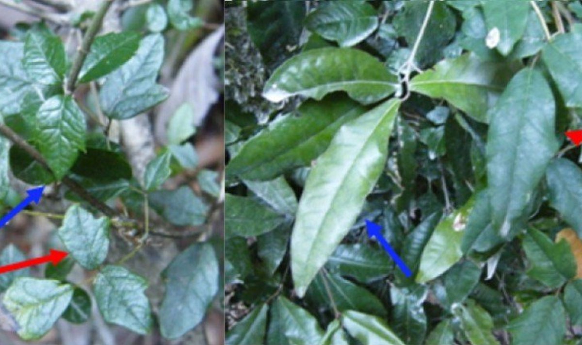 Sama Boquila-taim (punased nooled) matkib erinevate peremeesorganismide lehti (sinised nooled). (Foto: Ernesto Gianoli)
