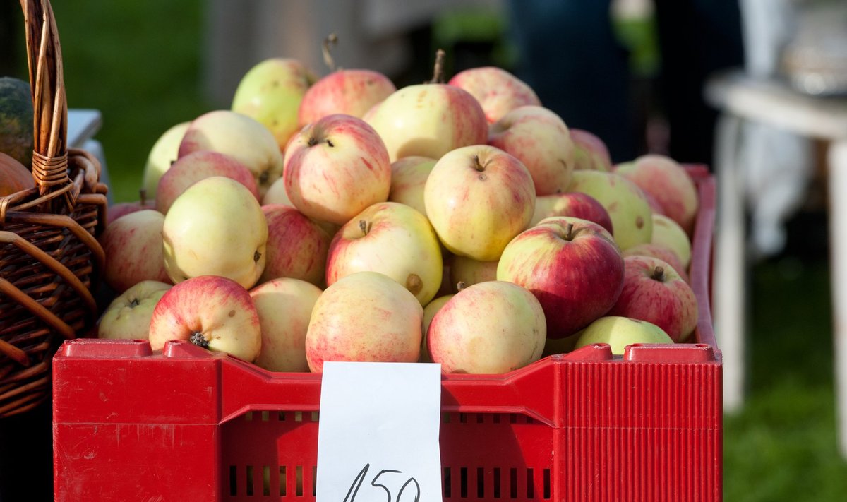 Kodumaiseid õunu on turgudel praegu palju.