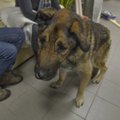 Tallinna loomade hoiupaik keeldus rahatule mehele tema koera tagasi andmast
