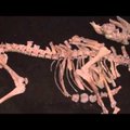 Austria keldrist leiti 300 aasta eest uppunud "kõrbelaeva" ehk kaameli skelett
