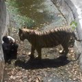 VIDEO: Valge tiiger tappis Delhi loomaaias poisi