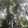 ФОТО: В Рапламаа парашютист приземлился на дерево